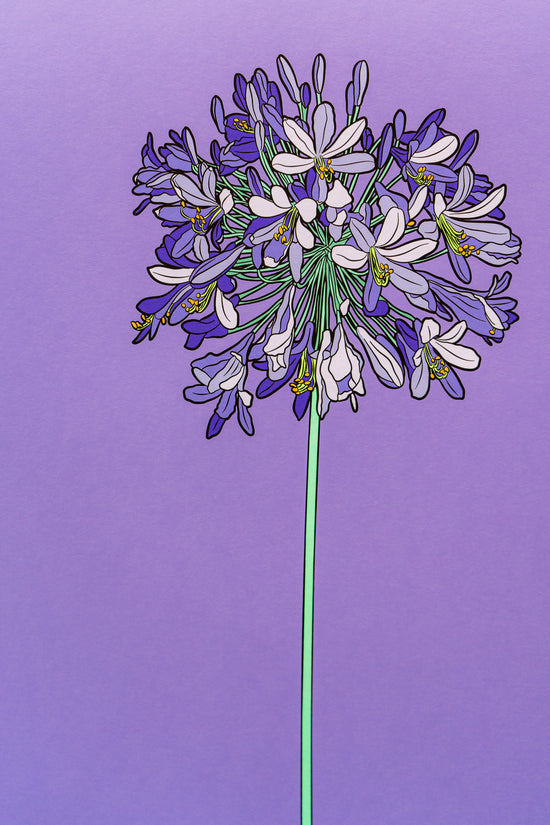 African Lily