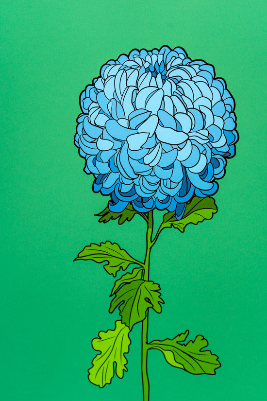 Chrysanthemum 1