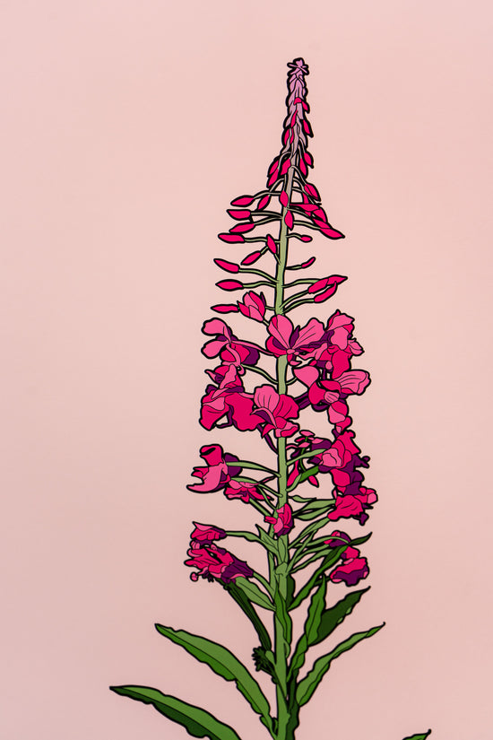 Rosebay Willow Herb