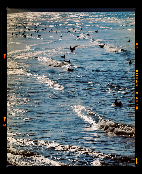 Sea & Gulls, Brighton, 2025