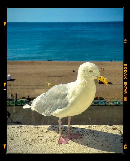 The Queens Seagull, Brighton, 2025