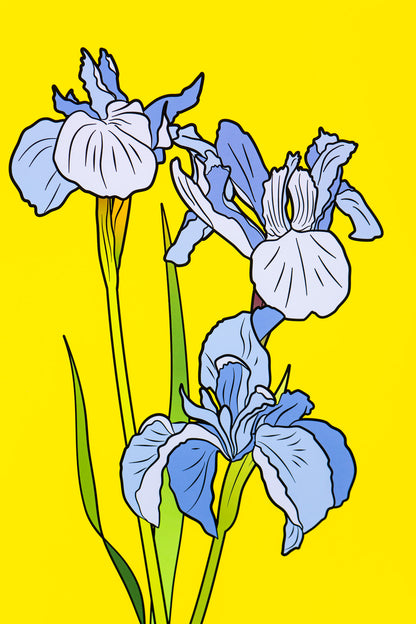 Iris 44