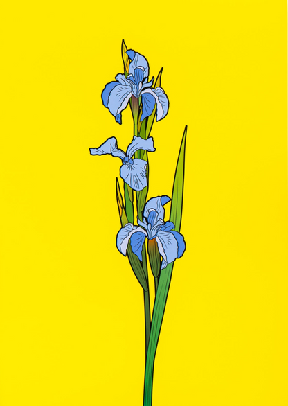 Iris 45