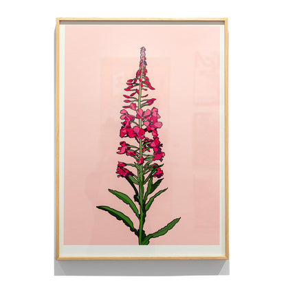 Framed Rosebay Willow Herb