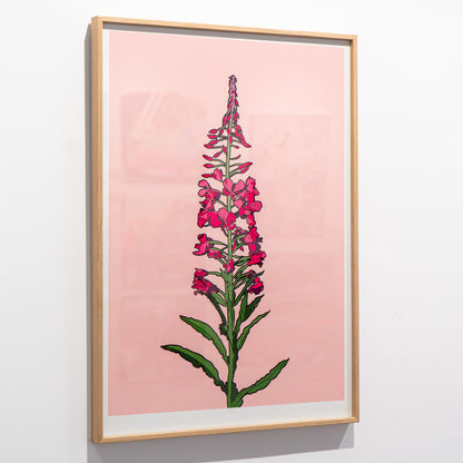 Framed Rosebay Willow Herb