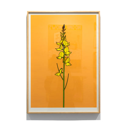 Framed Spanish Broom