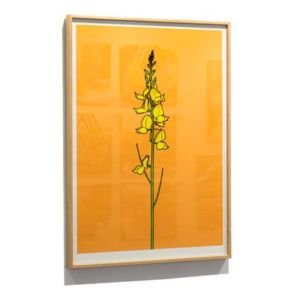 Framed Spanish Broom