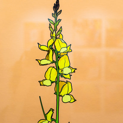 Spanish Broom